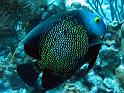 poisson ange français Pomacanthus paru